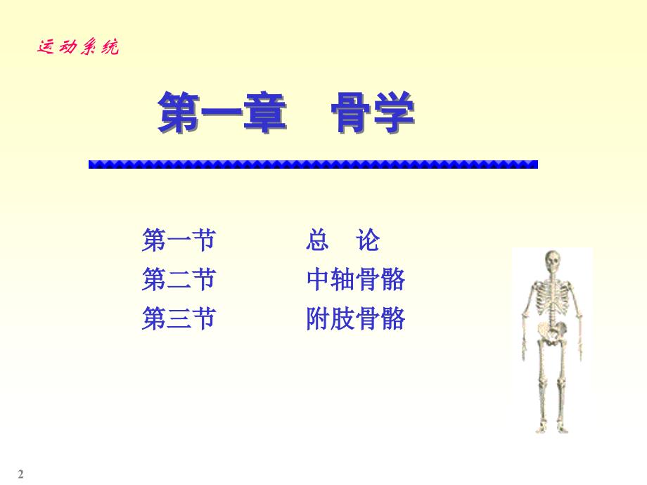 解剖学骨学_第2页