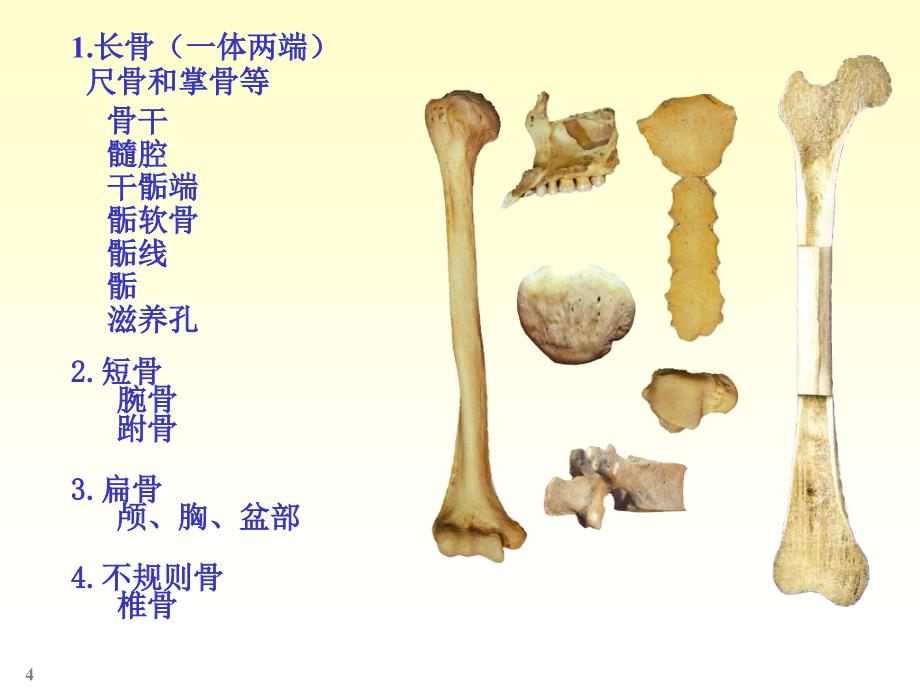 解剖学骨学_第4页