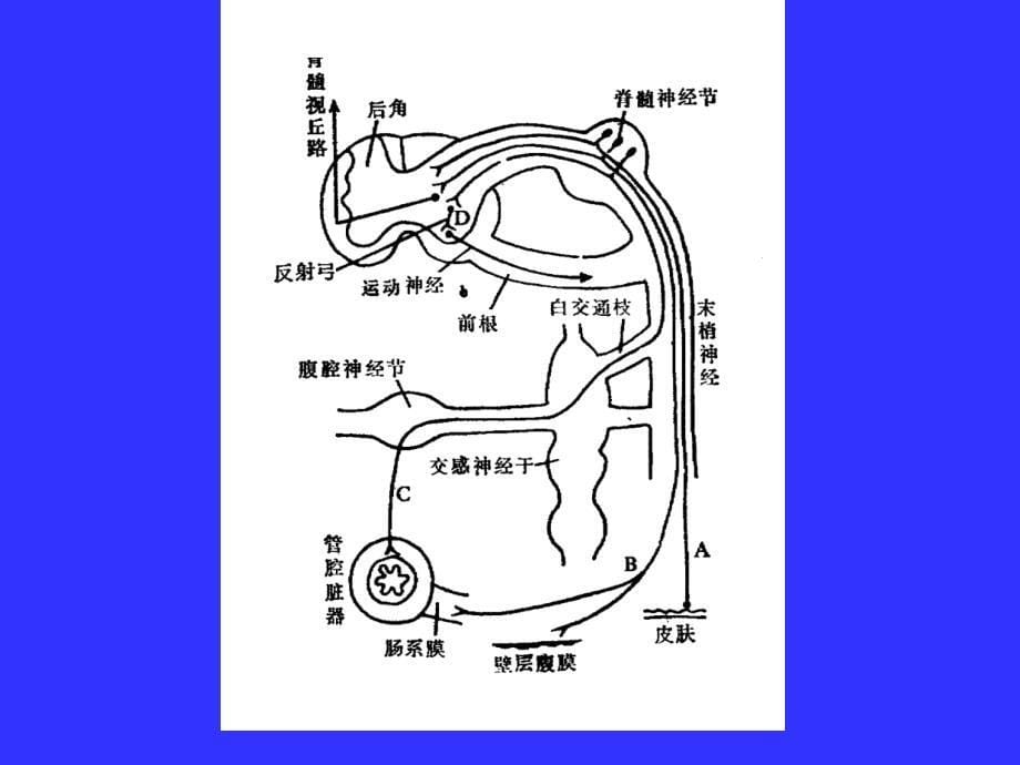 腹痛腹泻鉴别_第5页