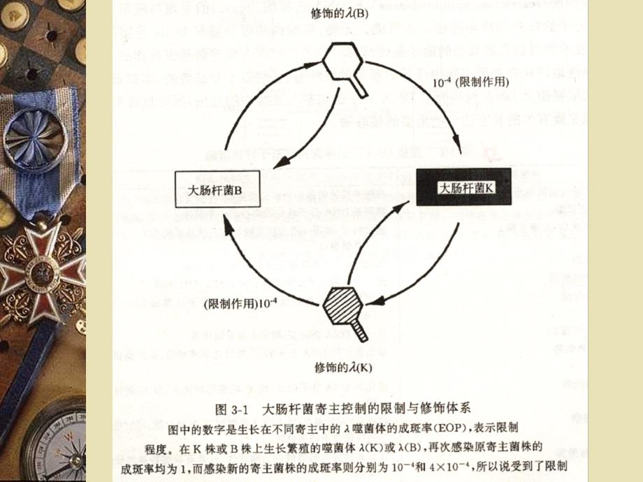 第二章基因工程工具酶限制酶_第4页