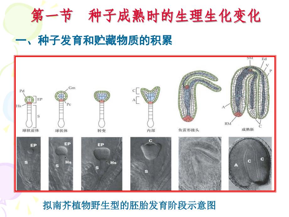 植物生理学成熟和衰老生理_第3页