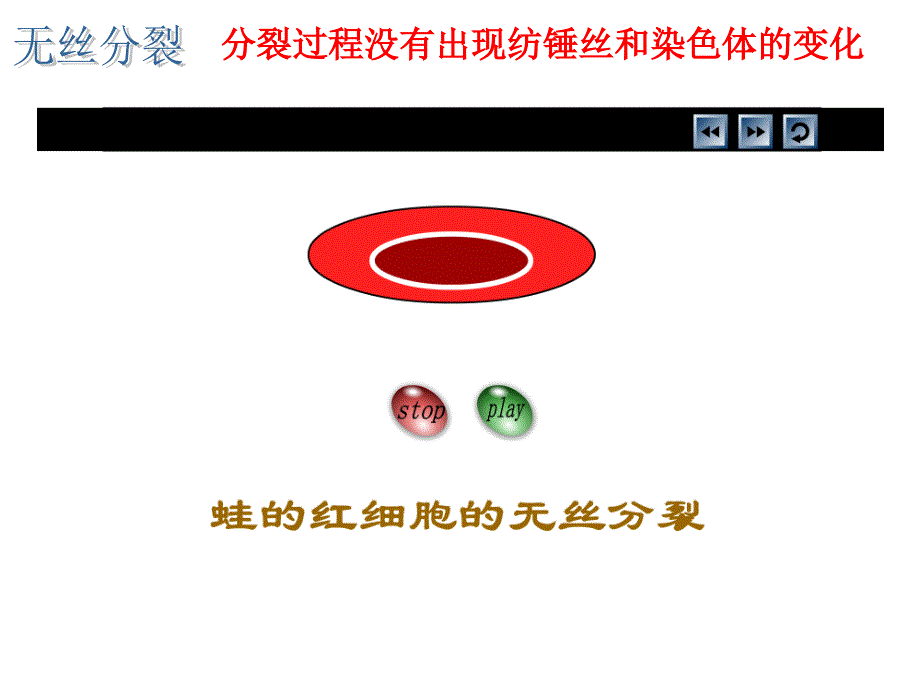 生物：“细胞分裂”一轮专题复习课件_第4页