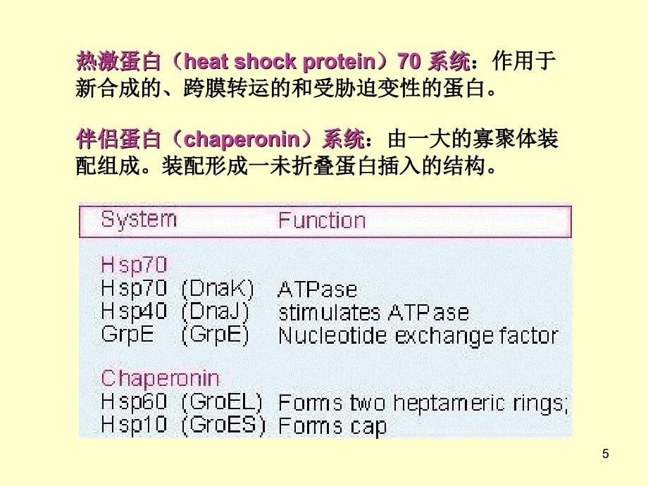 第七章蛋白质的加工和运输_第5页