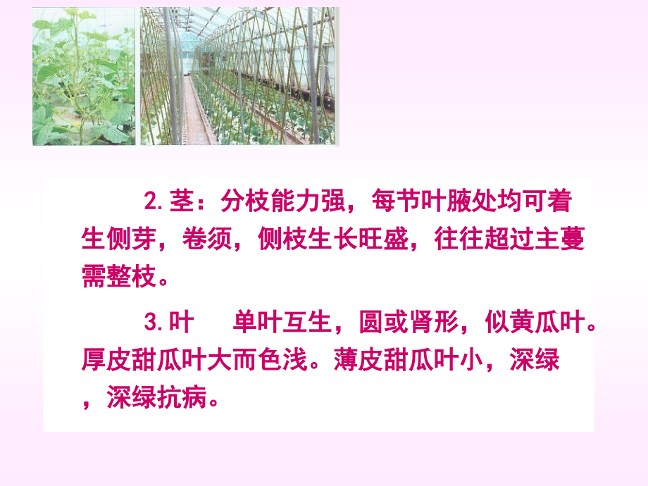 第一章甜瓜栽培的生物学基础第一节甜瓜生产概况第二节_第3页