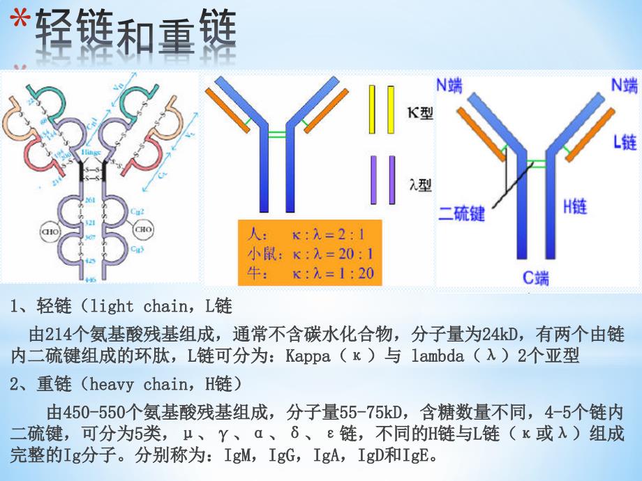 IgG抗体分子结构_第3页