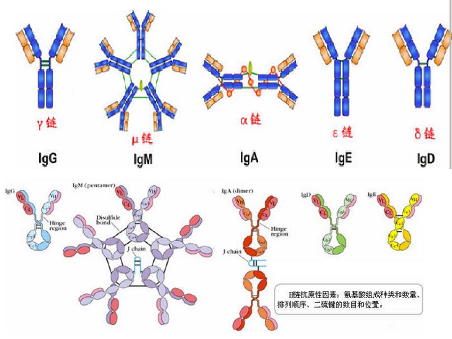 IgG抗体分子结构_第4页