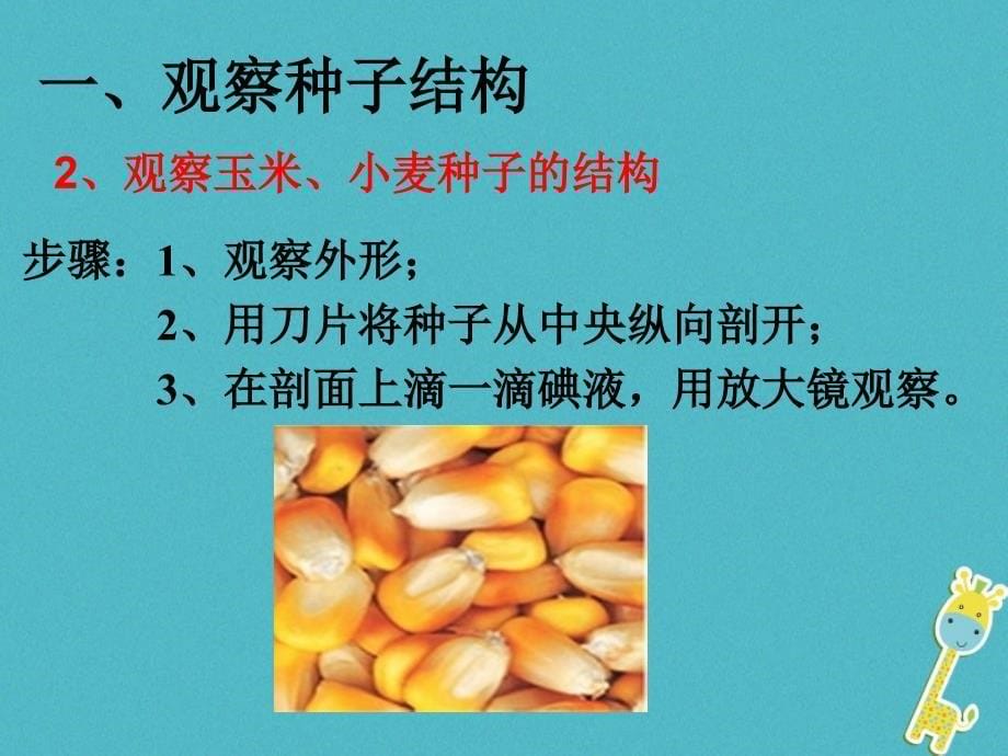 吉林省长春市七年级生物上册第三单元第一章第二节种子植物课件2新版新人教版20180702455_第5页