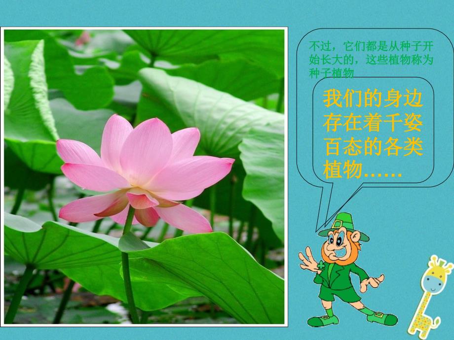 2018年七年级生物上册 第三单元 第一章 第二节 种子植物教学课件 （新版）新人教版_第3页