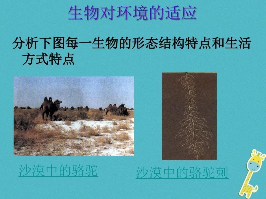 吉林省长春市七年级生物上册第一单元第二章第一节生物对环境的适应和影响课件新版新人教版_第5页