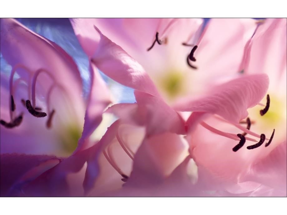 ppt背景模板及桌面图片之植物花卉纹理1_第5页