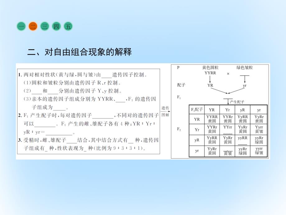 高中生物  遗传因子的发现  孟德尔的豌豆杂交实验（二）课件 新人教版必修_第4页