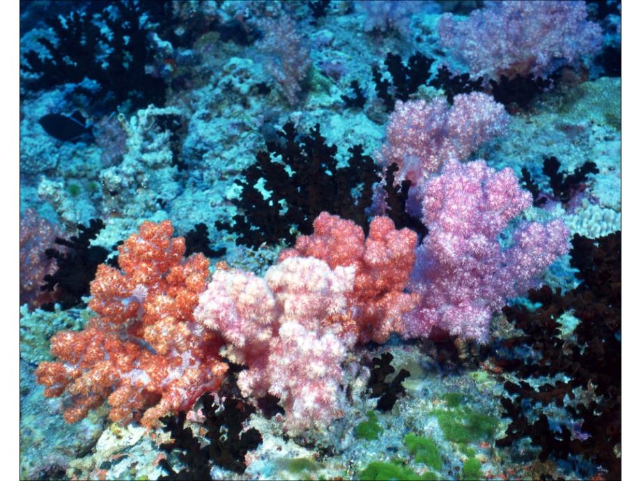 珊瑚海葵写真高清壁纸桌面图第2集_第2页