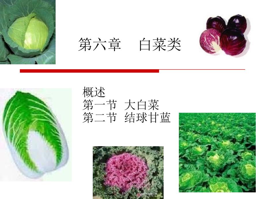 白菜类蔬菜研究分析_第1页