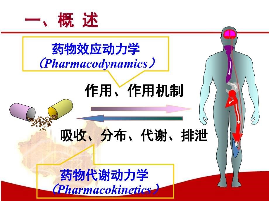 药学导论-药理学_第5页