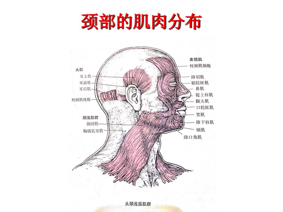 颈部运动及其相关的肌肉  艾坤_第2页
