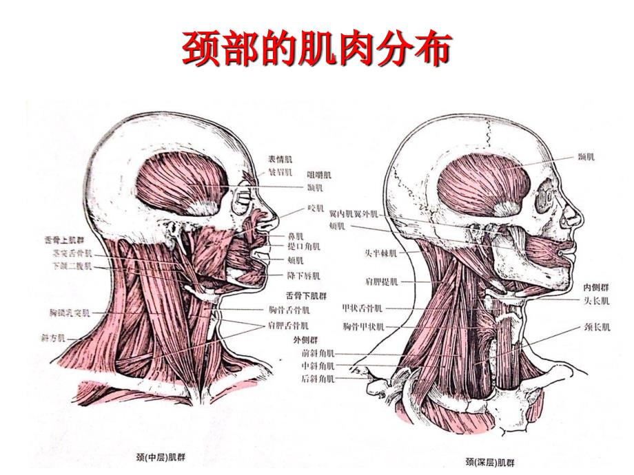 颈部运动及其相关的肌肉  艾坤_第3页