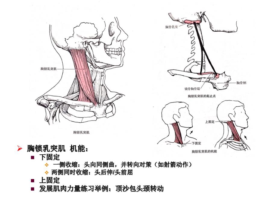 颈部运动及其相关的肌肉  艾坤_第4页