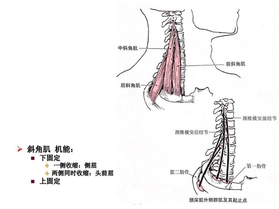 颈部运动及其相关的肌肉  艾坤_第5页