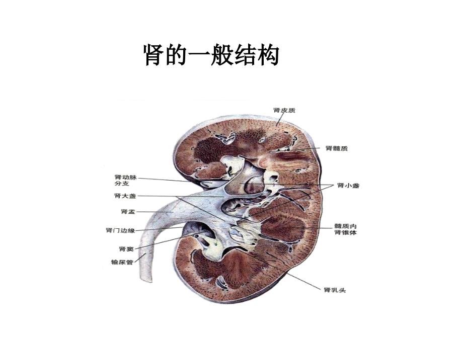 泌尿系统结构与功能-----_第3页