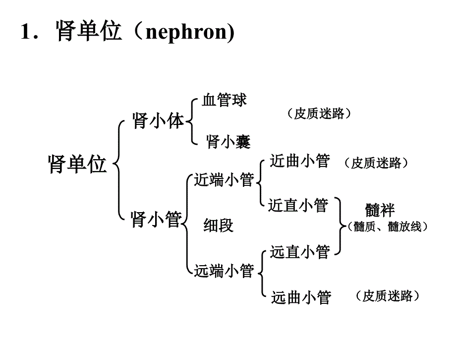 泌尿系统结构与功能-----_第4页