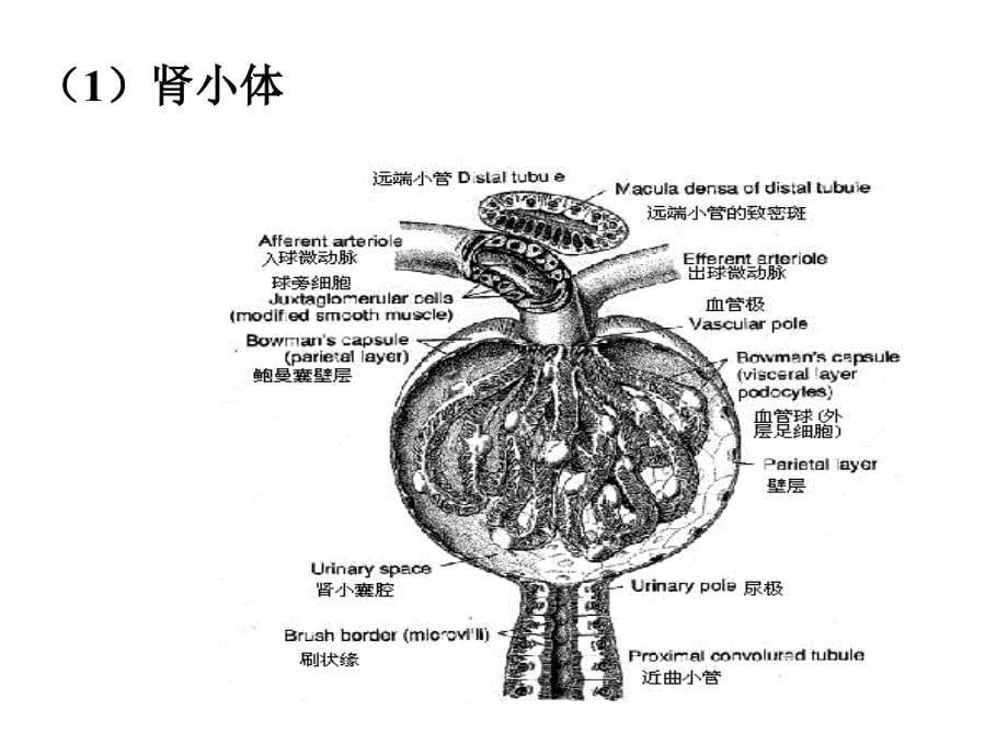 泌尿系统结构与功能-----_第5页