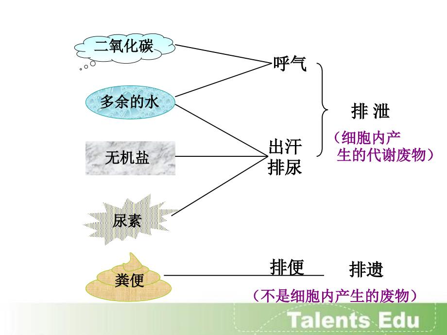 人体内尿液形成与排出_第4页