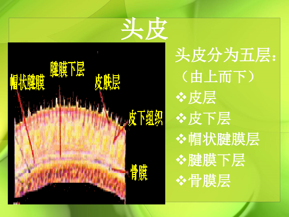 神经外科解剖、疾病、护理_第4页