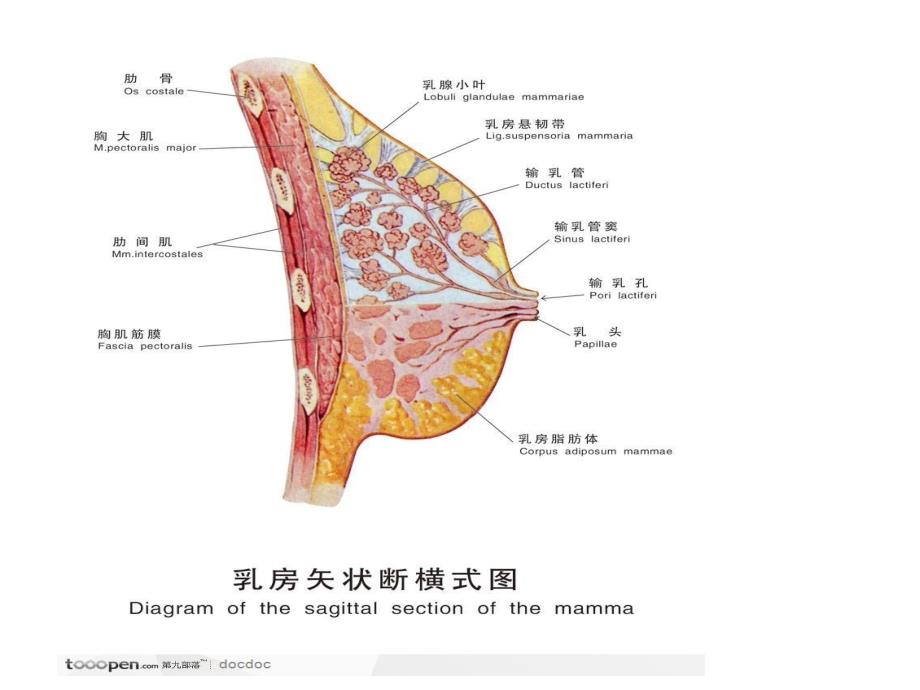 女性常见乳腺疾病预防与治疗_第4页