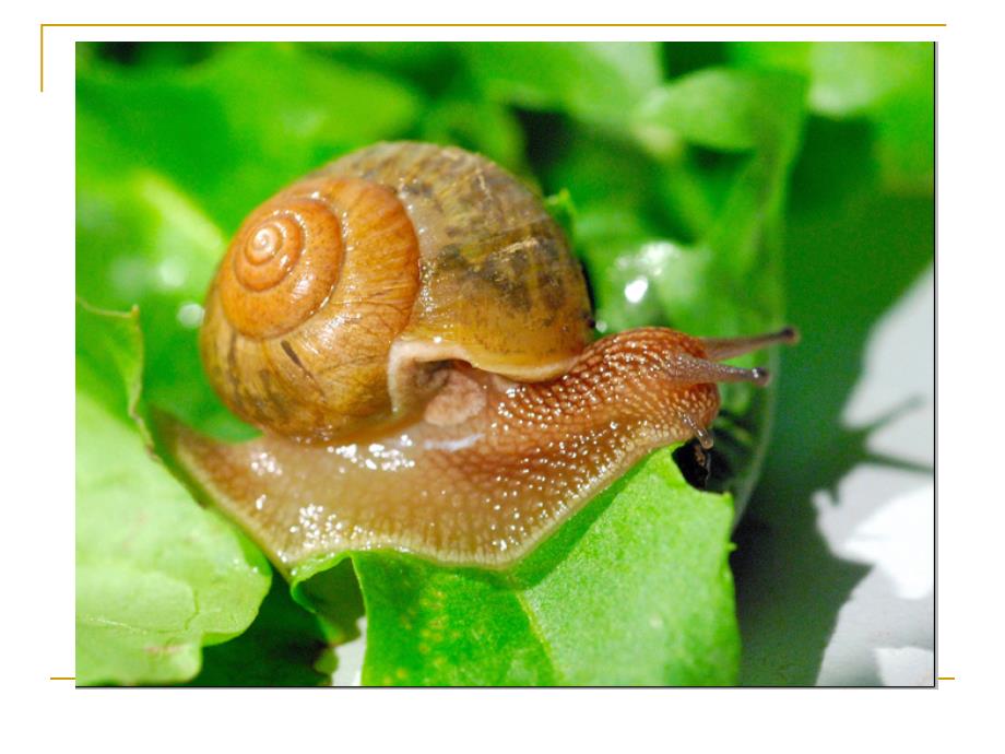 三年级上科学课件-蜗牛(一)4_教科版_第4页