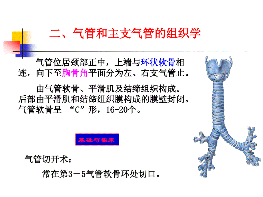 气管、肺组织学(创新班)_第1页