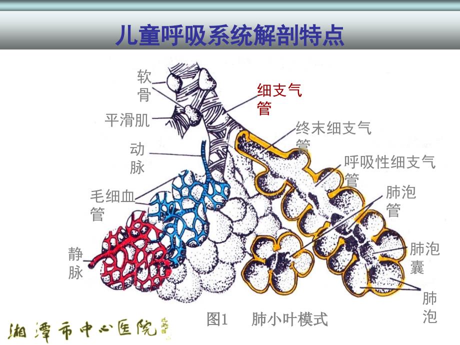 儿童呼吸系统疾病-肺炎2017._第5页