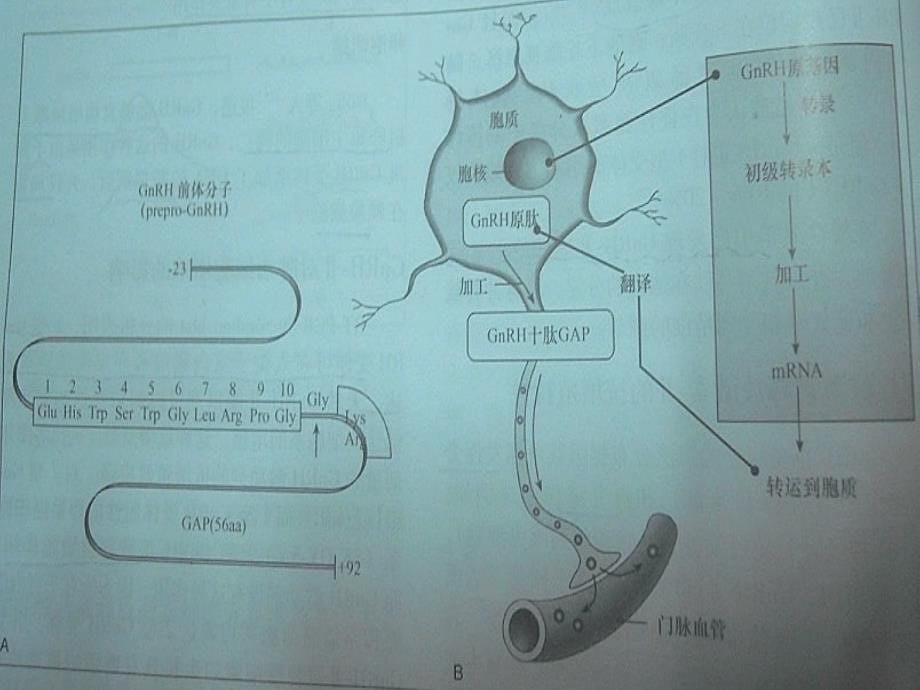 下丘脑垂体性腺轴与生殖调节_第5页