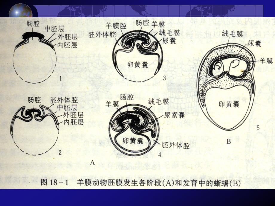 爬行动物_第4页