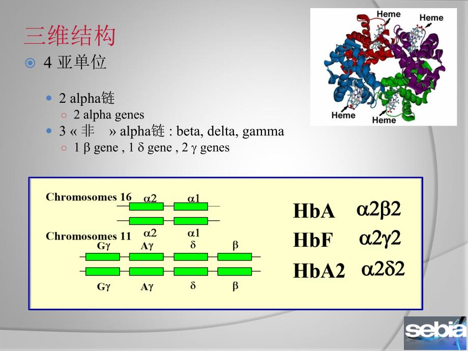 血红蛋白电泳的意义和判断 ppt课件_第4页