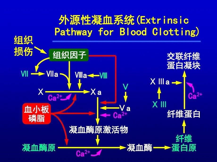 弥散性血管内凝血(高远生)_第5页