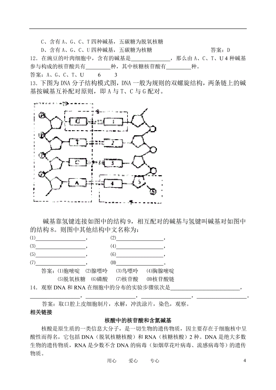 高中生物《遗传信息的携带者--核酸》学案2 新人教版必修1_第4页