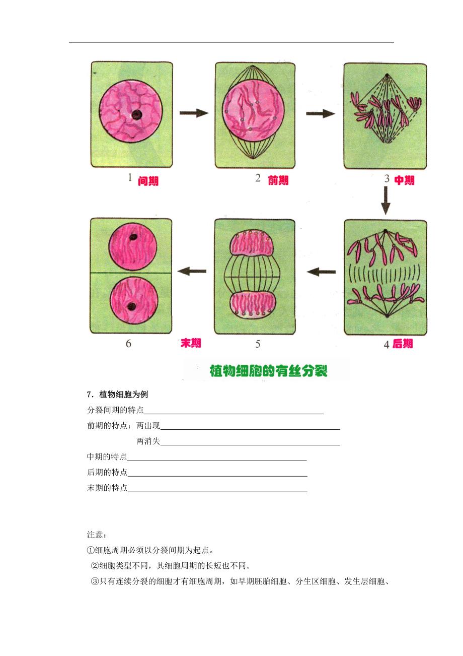 高中生物 5[1].1 细胞增殖 学案 苏教版必修1_第2页