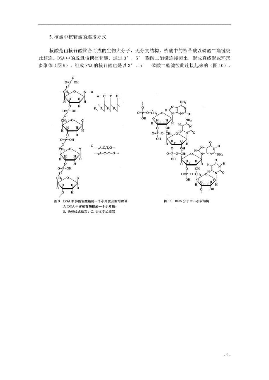 高中生物 《遗传信息的携带者——核酸》教案19 新人教版必修1_第5页