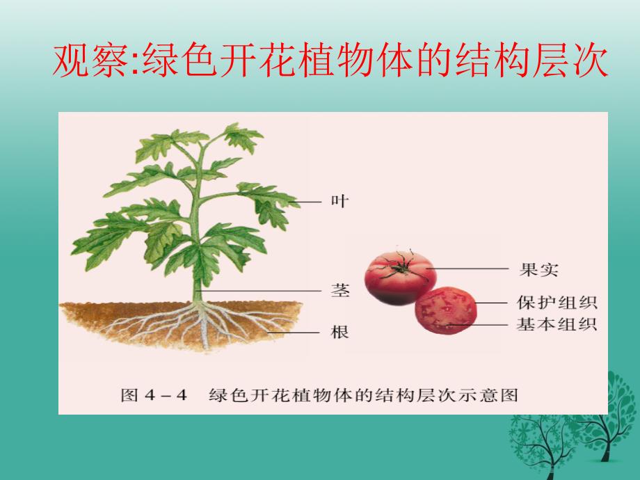 七年级生物上册 2_4_2 多细胞生物体的组成课件 苏教版_第3页