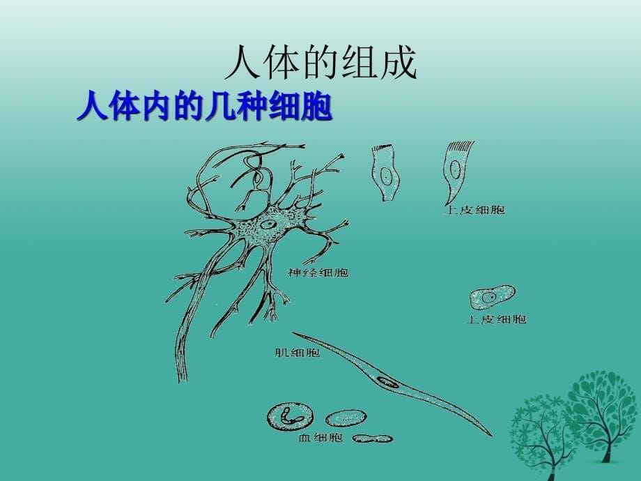 七年级生物上册 2_4_2 多细胞生物体的组成课件 苏教版_第5页