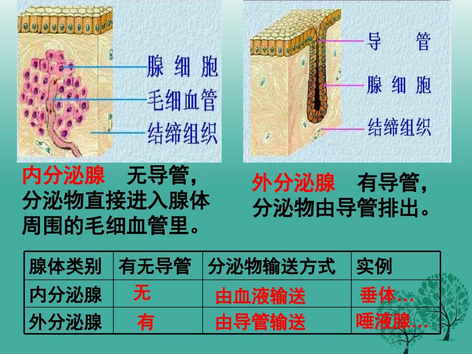 七年级生物下册 4_6_4 激素调节课件 （新版）新人教版_第4页