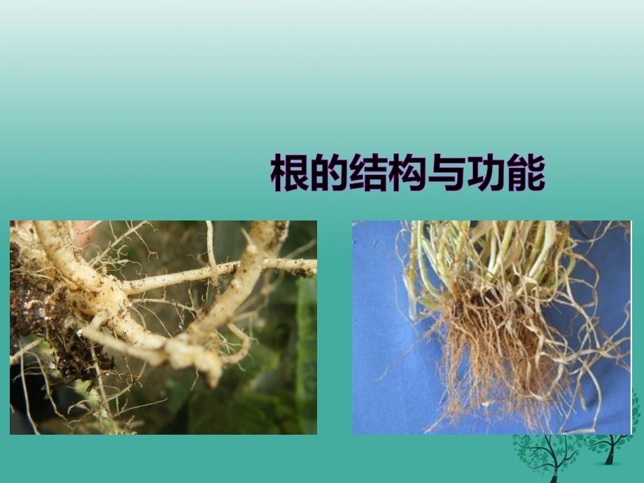 八年级生物上册 第一章 第五节《根的结构与功能》课件 （新版）济南版1_第1页