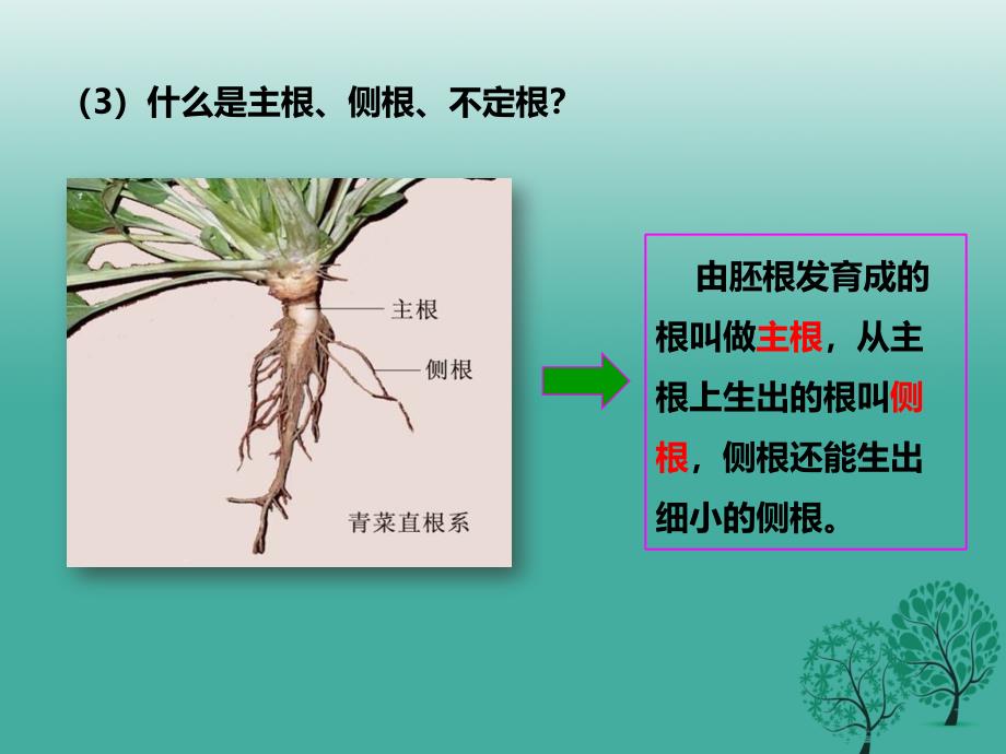 八年级生物上册 第一章 第五节《根的结构与功能》课件 （新版）济南版1_第4页