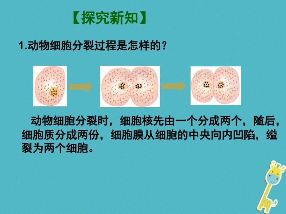 2018年七年级生物上册2.2.1细胞通过分裂产生新细胞课件新版新人教版_第3页