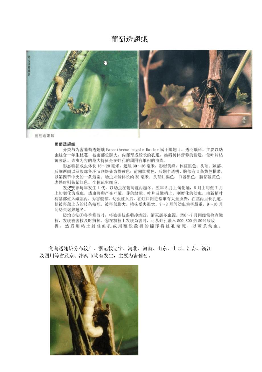 葡萄透翅蛾的防治_第1页
