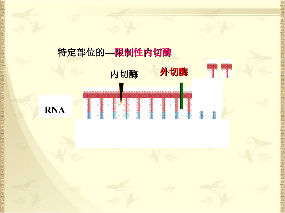 核酸的降解和核苷酸的代谢_第3页