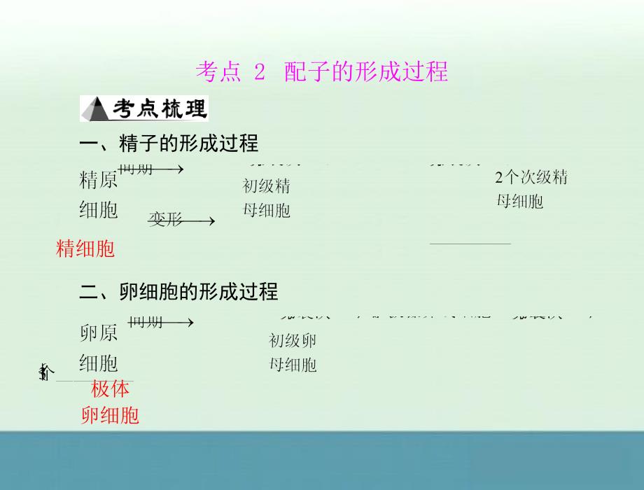 2013高考生物一轮复习之学业水平测试课件专题六考点2配子的形成过程_第1页