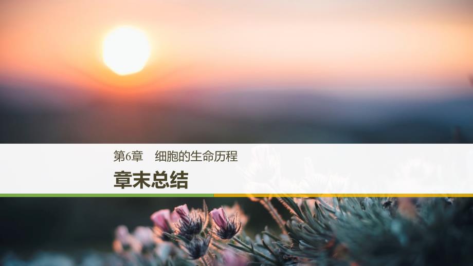 2018-2019版生物新学案同步必修一人教全国通用版课件：第6章 章末总结 _第1页