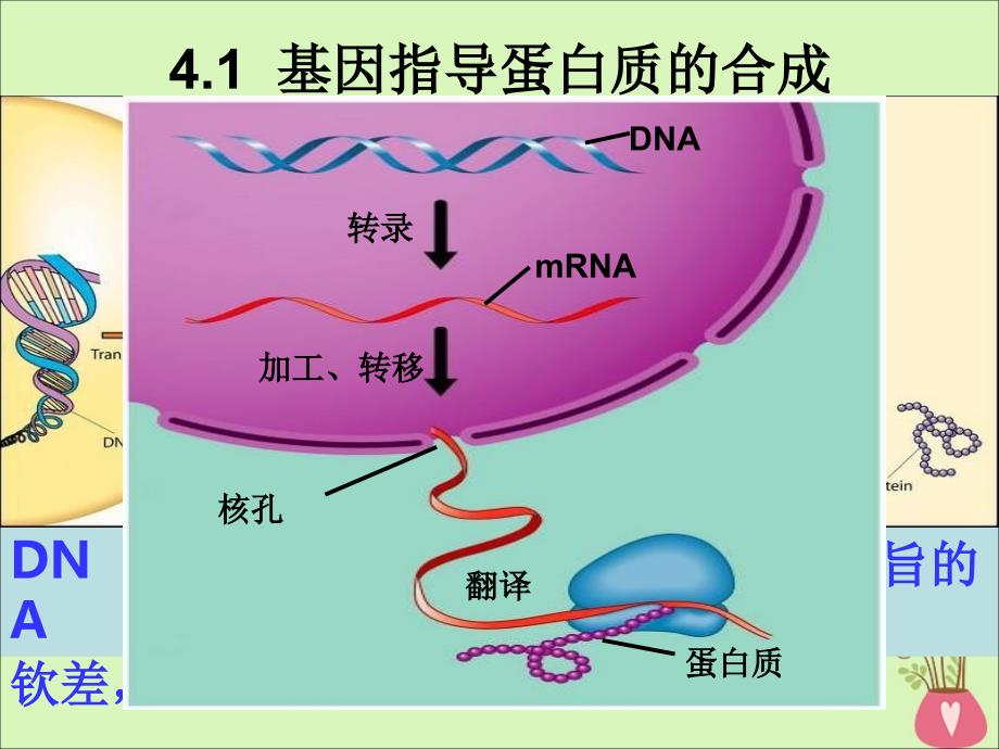 江西省南昌市高中生物 第四章 基因的表达 4.1 基因指导蛋白质的合成课件 新人教版必修2_第1页