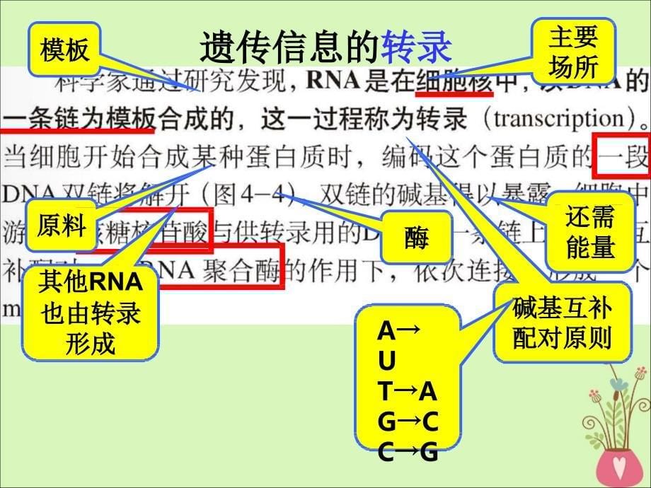 江西省南昌市高中生物 第四章 基因的表达 4.1 基因指导蛋白质的合成课件 新人教版必修2_第5页